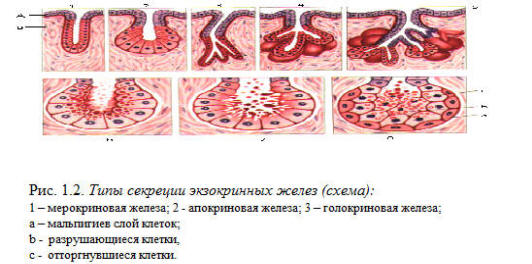 Секреция железистого эпителия. Экзокринные железы классификация гистология. Типы секреции экзокринных желез. Железистый мерокриновый эпителий. Апокриновый мерокриновый и голокриновый Тип секреции.
