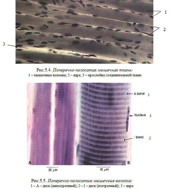 Поперечная скелетная ткань. Поперечно-полосатая мышечная ткань препарат гистология. Поперечно-полосатая Скелетная мышечная ткань препарат. Скелетная поперечно полосатая мышечная ткань гистология препарат. Поперечно полосатая Скелетная ткань препарат.