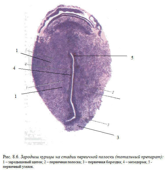 Зародышевый диск. Препарат гистология эмбрион курицы. Зародыш курицы гистология препарат. Зародышевый щиток гистология препарат. Зародыш курицы 16 часов инкубации препарат.