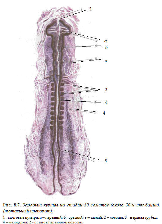 Зародышевый диск. Зародыш курицы 36 часов инкубации Тотальный препарат. Тотальный препарат зародыша курицы 33-36 часов инкубации. Зародыш курицы 96 часов инкубации Тотальный препарат. Средняя нейрула курицы Тотальный препарат.