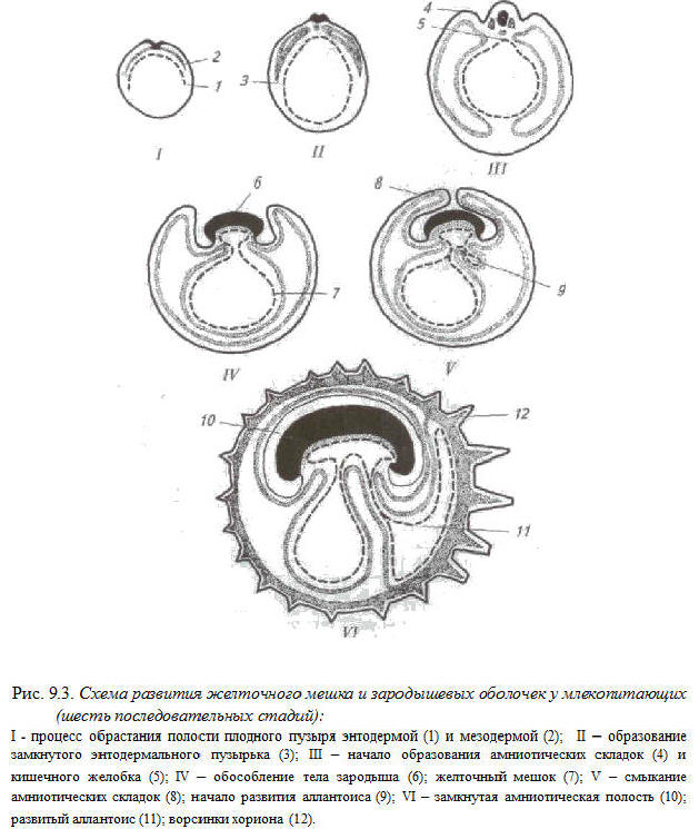 Зародышевые оболочки рисунок с подписями