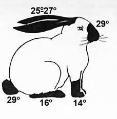 На рисунке изображен горностаевые кролики выращенные при разных температурах